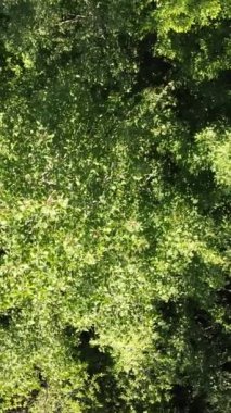 Yeşil bir ormanın insansız hava aracı tarafından yapılan bir çekim.