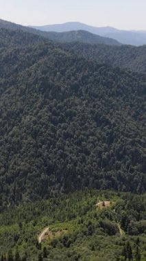 Sonbaharın başlarında orman havası manzarası, karışık orman, yeşil kozalaklı ağaçlar, sarı yapraklı yaprak döken yapraklar.