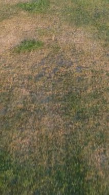 Central Park 'ın hava manzarası, insanların boş zamanlarını geçirdiği parkın insansız hava aracı görüntüsü, yapay havuz.