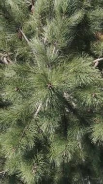 Hava aracı çevresi. Doğal iklim ormanı ağaçları. Yüksek kalite.