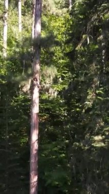 Sonbaharın başlarında orman havası manzarası, karışık orman, yeşil kozalaklı ağaçlar, sarı yapraklı yaprak döken yapraklar.