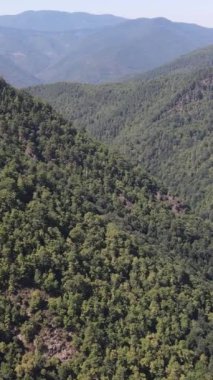 Hava çekimi yeşil bir ormanın insansız hava aracı tarafından yapıldı. Sağlıklı bir ortam için önemli olan doğal yeşil ağaçlar.