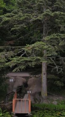 Ladin kozalaklı ağaç tepelerinde uçan insansız hava aracı görüntüsü, yüksek çözünürlüklü doğa görüntüleri.