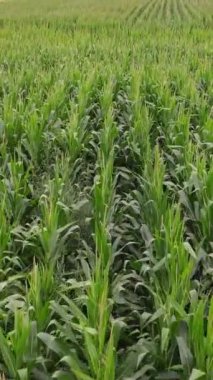 Yeşil mısır tarlası kırsal hava manzarası, yeşil mısır tarlasının yanındaki hasat edilmiş buğday tarlası, doğal ürünler.