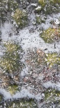 Kış ormanı ve karla kaplı yüksek dağlar, karlı tepelerin havadan görünüşü, karlı yeşil ağaçlar.