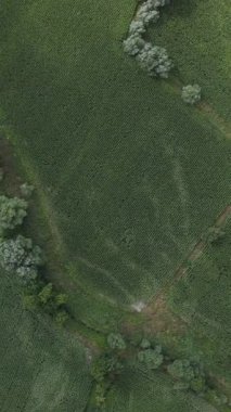 Hava manzarası bulutlu gün gıda üretim alanları verimli toprak ekimi tarım yeşil çayırlar doğal tropik kırsal arazi