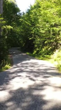 Ormanın ortasında giden arabanın hava görüntüsü, Zigzag Yolu 'nun Orman' ın arasındaki insansız hava aracı görüntüsü, Orman 'ın güzel görüntüsü.