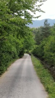 Gökyüzü manzaralı asfalt yol ve yeşil orman, orman yolu yukarıdan araba macerası manzaralı, ekosistem ve ekolojik sağlıklı çevre kavramları ve arka plan