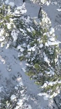 Kışın orman ağaçlarının en üst manzarası, karla kaplı ağaçlarla kaplı bir kış ormanı, ağaçlarda karla kaplı bir peri ormanı var.