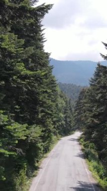 Gökyüzü manzaralı asfalt yol ve yeşil orman, orman yolu yukarıdan araba macerası manzaralı, ekosistem ve ekolojik sağlıklı çevre kavramları ve arka plan