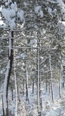 Kardaki orman. Orman ağaçlarının arasından geçmek. İçeride karla kaplı ağaçlarla kaplı bir kış ormanı var. Ağaçları karla kaplı peri ormanı.