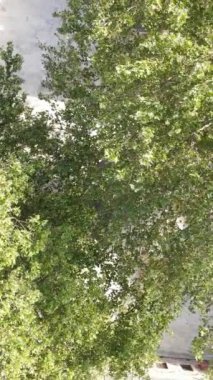 Osmanlı Müslüman Madrasah gölgesi Mehmet Medresesi Fatih hava manzarası, cami bahçesindeki kubbeli yapı manzarası