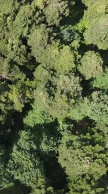 Ladin kozalaklı ağaç tepelerinde uçan insansız hava aracı görüntüsü, yüksek çözünürlüklü doğa görüntüleri.