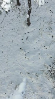 Kardaki orman. Orman ağaçlarının arasından geçmek. İçeride karla kaplı ağaçlarla kaplı bir kış ormanı var. Ağaçları karla kaplı peri ormanı.