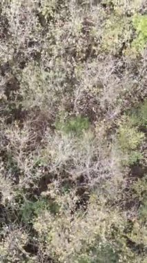 Ladin kozalaklı ağaç tepelerinde uçan insansız hava aracı görüntüsü, yüksek kalitede doğa arkaplan görüntüsü.