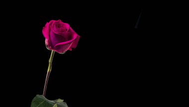 Siyah arkaplanda kırmızı gül.