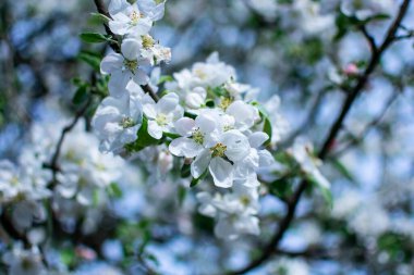 Spring flowering of an apple tree on a blurred natural background.