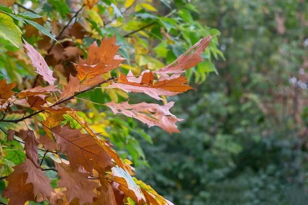 Helle Herbstliche Eichenblätter Auf Verschwommenem Hintergrund Mit Bokeh Effekt — Stockfoto