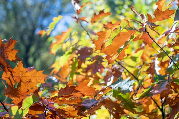 Яркие Осенние Дубовые Листья Размытом Фоне Эффектом Боке — стоковое фото