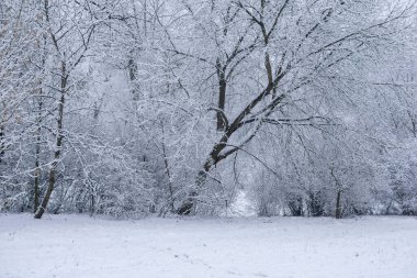 Bulutlu bir günde karla kaplı ağaçlar.