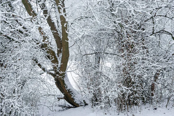 stock image Snow covered trees on a cloudy day.