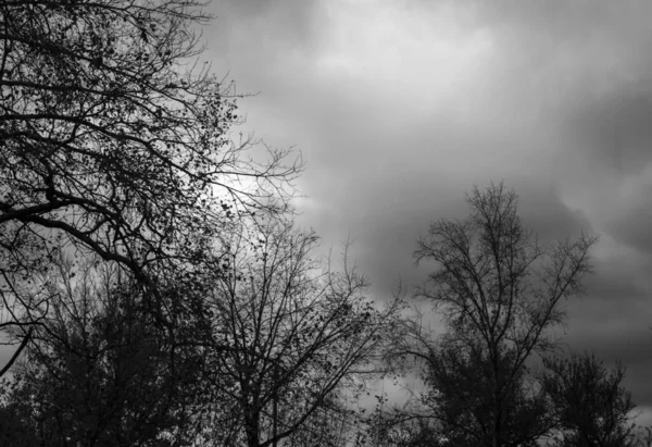 Trees against a rainy sky. Black and white image.