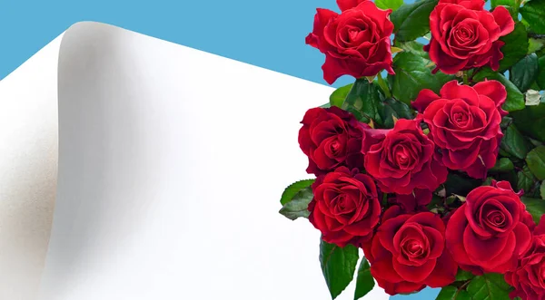 Bouquet of red roses on the background of a blank sheet of white paper.