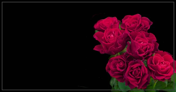 Červené Růže Černém Pozadí Místo Pro Text — Stock fotografie