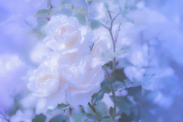 Bílé Růže Rozmazaném Pozadí Měkký Obrázek — Stock fotografie