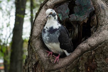 Baharın bulutlu bir gününde boşluğunda bir güvercin.