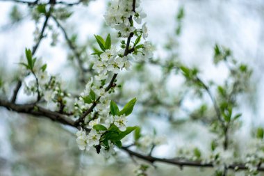 Bahar ağaçları. Bokeh efektli bulanık arkaplan.