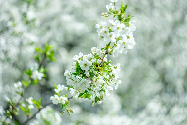 Wiosną Kwitnące Drzewa Niewyraźne Tło Efektem Bokeh — Zdjęcie stockowe