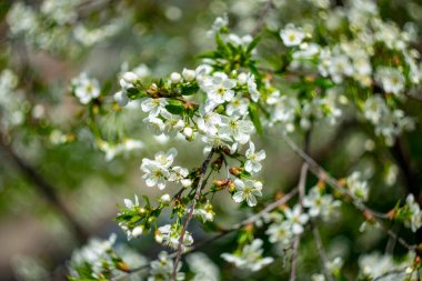 Bahar ağaçları. Bokeh efektli bulanık arkaplan.