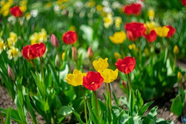 Kırmızı ve sarı lalelerin bahar çiçekleri. Bokeh efektli bulanık arkaplan.