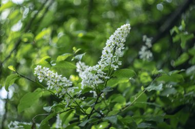 Bokeh efektli bulanık arkaplanda çiçek açan beyaz kuş kirazı.