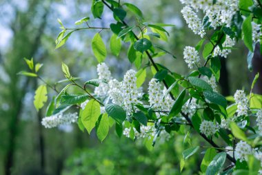 Bokeh efektli bulanık arkaplanda çiçek açan beyaz kuş kirazı.