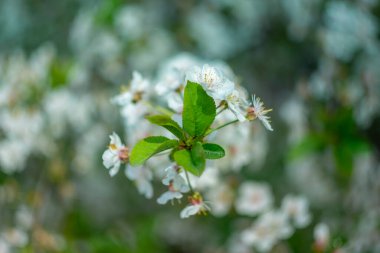 Bulanık bir arkaplanda, bokeh efektli, çiçek açan bir ağacın dalı.