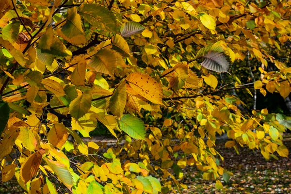 Осеннее Состояние Природы Желтые Листья — стоковое фото