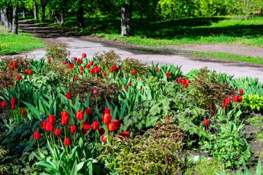 Güneşli bir sabahta, sıcak bir parkta kırmızı laleler..
