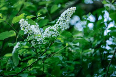 Bokeh efektli bulanık arkaplanda çiçek açan beyaz kuş kirazı.
