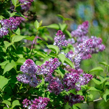 Bulanık bir arkaplanda leylak rengi bir dal.