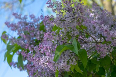 Gökte gölgede mor leylak.