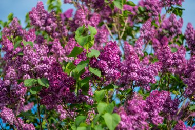 Mavi gökyüzüne karşı parlak mor leylak.