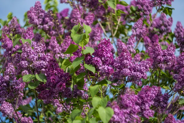 青い空に対して明るい紫色のライラック — ストック写真