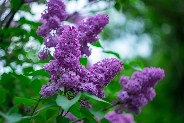 Lilac Branch Blurred Picturesque Background — Stock Photo, Image