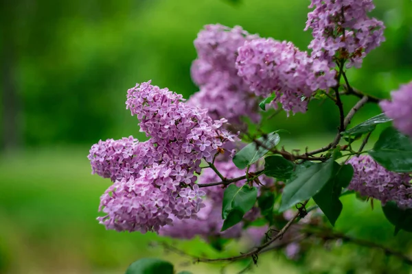 緑の背景に雨の後に明るい色の紫色のライラックの枝 — ストック写真