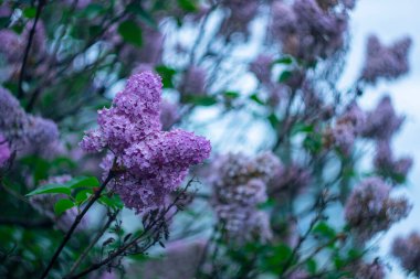 Yağmurdan sonra parlak mor leylak dalı.