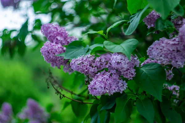 Bright Colorful Purple Lilac Branch Rain — Stock Photo, Image