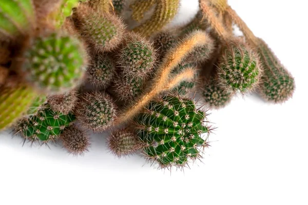 Vecchio Grande Cactus Uno Sfondo Bianco — Foto Stock