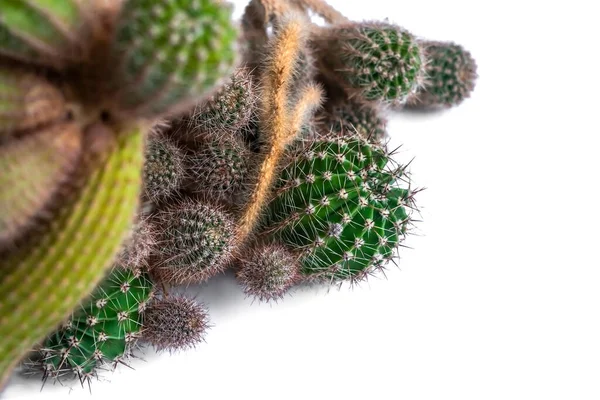 Gamla Stora Kaktus Vit Bakgrund — Stockfoto